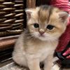 Profile Picture of wamsherry (@wamsherry) on Tiktok
