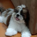 Bruce Imperador 🐾 - Instagram Profile Picture of Bruce Imperador 🐾 (@shihtzu_bruce_imperador) on Instagram