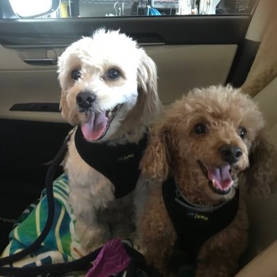 Profile Picture of Luke&Tucker (@We_Are_Luke_Tuc) on Twitter