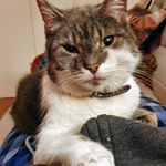 Profile Picture of Peter Folino (@meat.and.one.vege) on Instagram