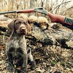 Profile Picture of Jeff Gooderham (@championsportingdogs) on Instagram