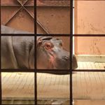 Profile Picture of kiboko_Touaris (@kiboko_touaris) on Instagram