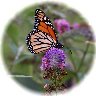 Profile Picture of Cheryl Pugh (@@CherylPugh) on Twitter