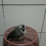 Profile Picture of Hilap Karoy (@muhammad.riyai.75) on Facebook