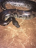 Profile Picture of Sumatran short-tailed pythonon Wikipedia