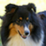 Profile Picture of Susan Robbins (@Paradigm Shelties) on Flickr