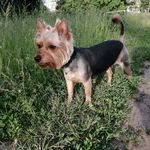 Profile Picture of patricia_york (@yorkshire_terrier_patrician) on Instagram