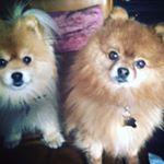 Buddy & Mindy 🇨🇦 - Instagram Profile Picture of Buddy & Mindy 🇨🇦 (@the_punkeranians) on Instagram