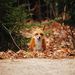Profile Picture of Myrtle R. Ray (@myrtlerray) on Pinterest