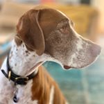 Profile Picture of James The Pointer (@jamesthepointer) on Instagram