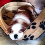 Profile Picture of Brian (@briandecinque) on Instagram