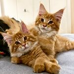 Profile Picture of Reggie & Tiffany | Maine Coons (@reggieandtiffany) on Instagram