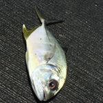 Profile Picture of Joshua Barnard (@jb._.angling) on Instagram
