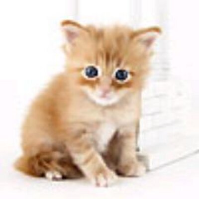 Profile Picture of Kim Pitman (@guinimitli) on Twitter