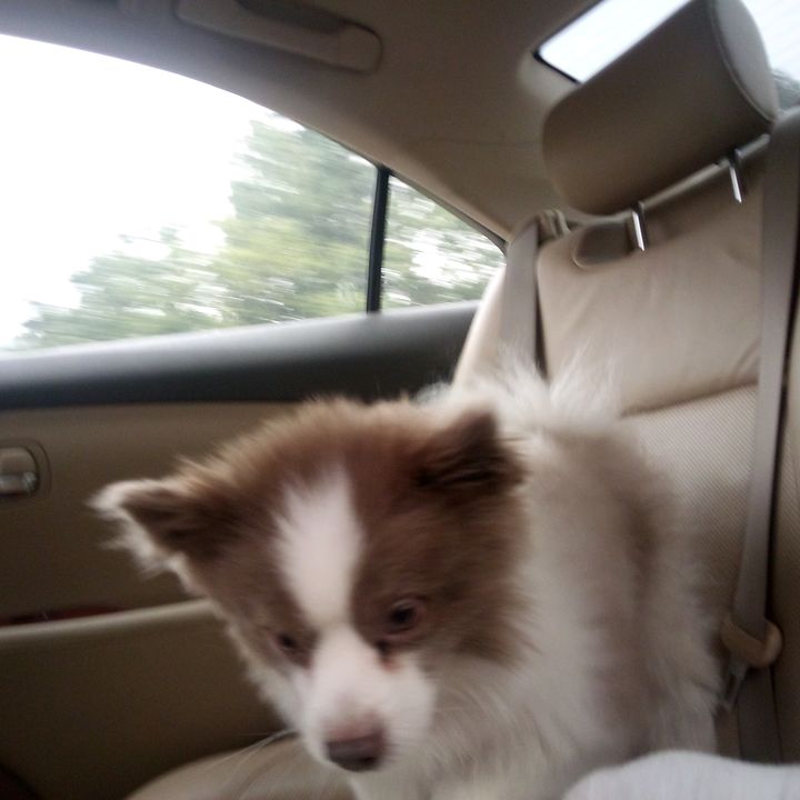 Profile Picture of Antoneta Stevens (@antoneta.stevens) on Tiktok