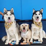 Profile Picture of 10 Furbabies To Louise & Blake (@francis_furbabies) on Instagram