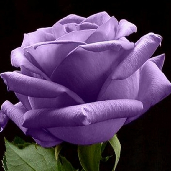 Robin Griffis - Poshmark Profile Picture of Robin Griffis (@twoun4given) on Poshmark