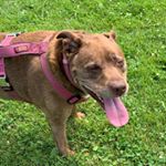 Profile Picture of Pierre Ouellette (@pierreoca) on Instagram