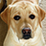 Profile Picture of Tony Salcedo (@tonysal@pacbell.net) on Flickr