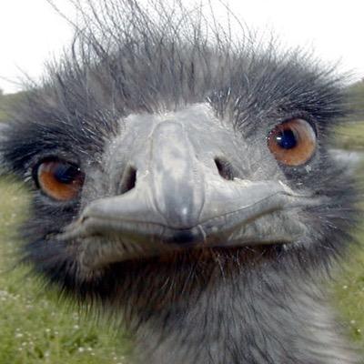 Profile Picture of Erin Winfrey (@tattooed_prof) on Twitter