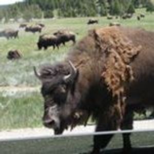 Profile Picture of William Beaver (@william.beaver.332) on Myspace