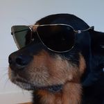 Profile Picture of Jeff Vogel (@vogelsteeze) on Instagram