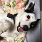 Profile Picture of Janet Griffiths (@fur_feather_wool) on Instagram