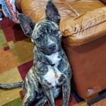 Profile Picture of Jennifer Haase Perry (@safeathomepetsitting) on Instagram