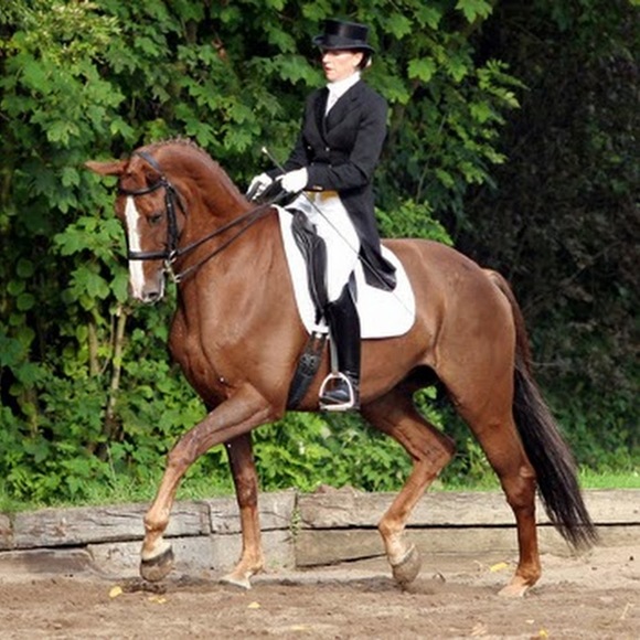 Profile Picture of Topclassdressage Rodich (@horstopia1) on Poshmark