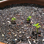 Profile Picture of Justin Jaramillo (@justinjaramillo3163) on Youtube