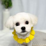 Profile Picture of 🤍통영애견미용_ 펫츠아일랜드 통영점🤍 (@petstylist._.sy) on Instagram
