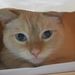 Profile Picture of Janet Strecker (@jcstrecker) on Pinterest
