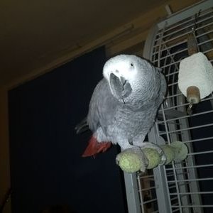 Profile Picture of Kevin Roe (@kevinroe137) on Twitter