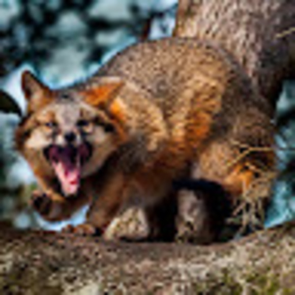 Profile Picture of Ray Gary (@rayegary) on Poshmark