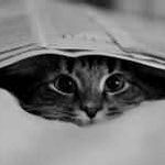 Profile Picture of Aggappora Kayla (@mckinnonibbiemck6766) on Instagram