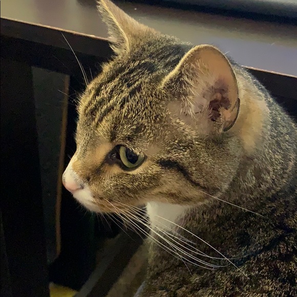 Profile Picture of Julian Borden (@julianborden) on Poshmark