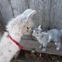 Profile Picture of Gloria Cravens (@nelyjo) on Pinterest