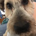 Profile Picture of Laura Steele (@lauragordonsteele) on Instagram