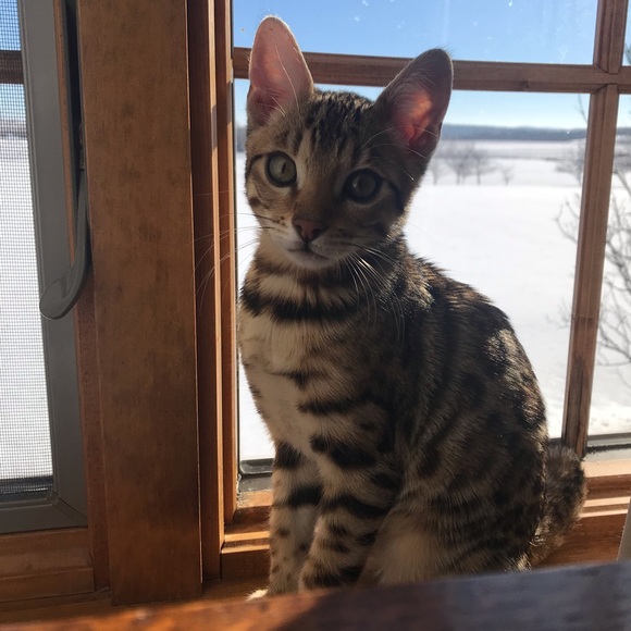 Profile Picture of Alyssa Liebenow (@username_4578) on Poshmark