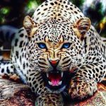 Profile Picture of mohamed alaoui (@alaouim037) on Instagram