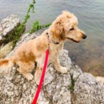 Profile Picture of Kim Ragsdale (@tudorbrit) on Instagram