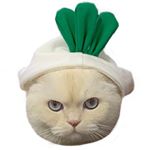Profile Picture of 순무 SoonMoo (@soonmoo_cat) on Instagram