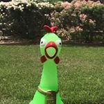Profile Picture of dwayne the chicken (@dwaynethechicken) on Instagram