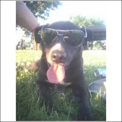 Profile Picture of Mike Dietz (@MikeBadger) on Twitter