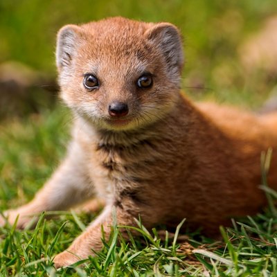 Profile Picture of Daniel Grimmer (@ilikecats678) on Twitter