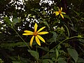 Profile Picture of Helianthus decapetaluson Wikipedia