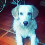 Profile Picture of Peter Vidal (@petervidal_pv) on Instagram