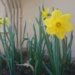 Profile Picture of Michael Vigne (@michaelvigne) on Instagram