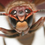 John Triffo - Flickr Profile Picture of John Triffo (@john (jon) triffo) on Flickr