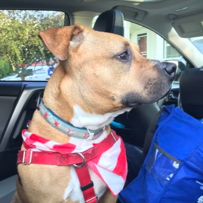 Profile Picture of Andres Felipe Ardila (@Illinimouse) on Twitter